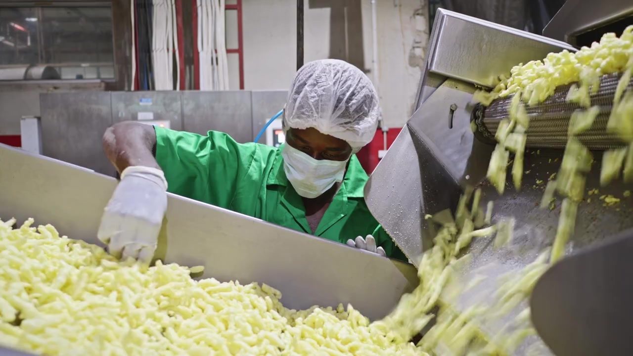 Technicians in a tissue-culture laboratory handling plant material