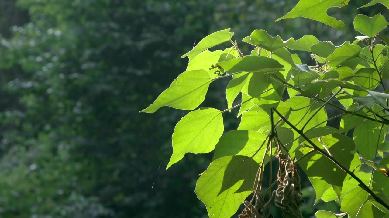 Close-up of the broad green leaves of a paulownia tree